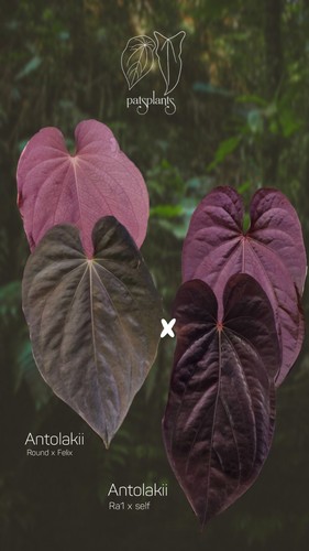 Anthurium bvep - anthurium,